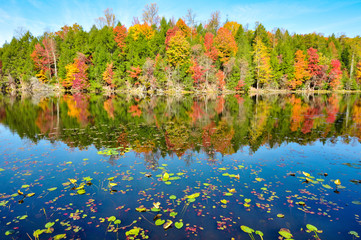 Lily pads and mirror reflections of fall colors at Bays Mountain Lake in Kingsport, Tennessee during autumn