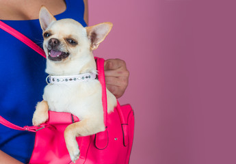 Pet, companion, friend, friendship