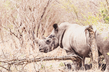 Rhino wild