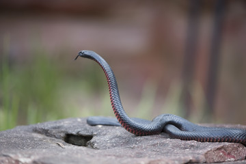 Australian  red bellied black snake