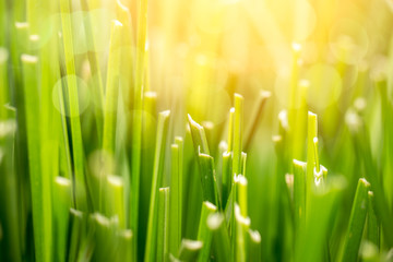 Fototapeta na wymiar Green grass field meadow for background with sun closeup macro