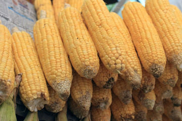 Fresh corn vegetable. Row of corn cob.