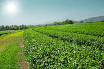 Fototapeta na wymiar green tea plant agriculture field in Chiangrai Northern of Thailand