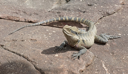 Australian eastern water dragon .