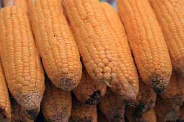 Fresh corn vegetable. Row of corn cob.