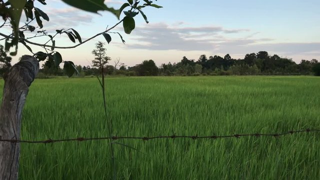 Beautiful jasmine rice field in thailand.
