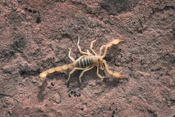 Hadrurus arizonensis, the giant desert hairy scorpion, giant hairy scorpion, or Arizona Desert hairy scorpion is a top view