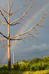 Dead tree branches with cloudy and rain clouds.
