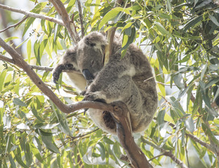 Koala resting at the top of an Australian gum tree.