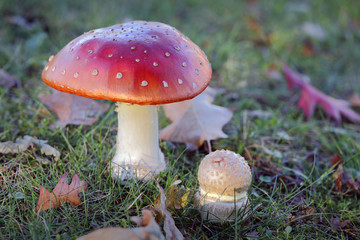 Mushrooms. Red Amanita Muscaria mushroom growing outdoors.

