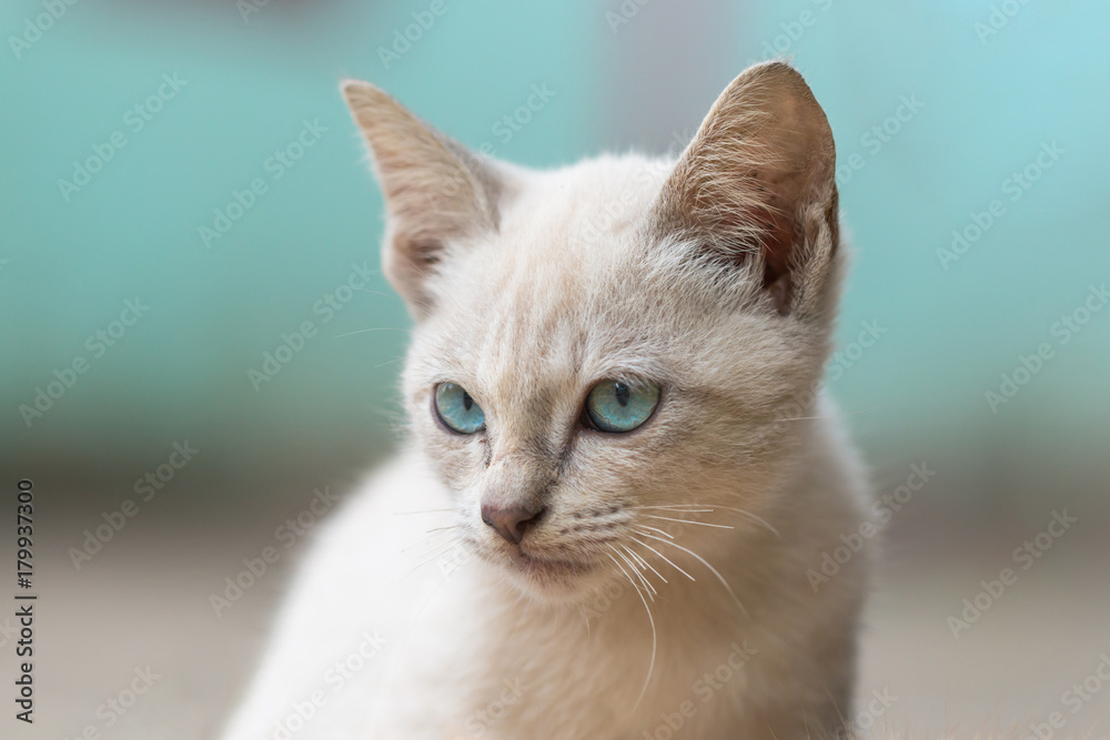 Wall mural Gray brown stray kitten (homeless cat) blue pastel tone background.