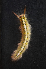 Top view of Macro shooting of Hairy Caterpillar on the black floor ground.