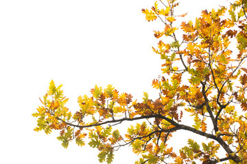 autumn oak branch with colorful leaves against a light sky background