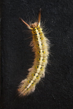 Top view of Macro shooting of Hairy Caterpillar on the black floor ground.