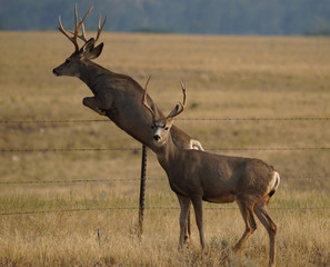 Fototapeta premium Two Young Bucks Jumping a Fence