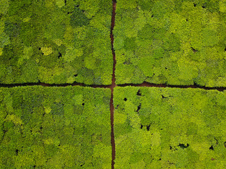 Aerial Tea Field Pattern