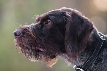 portrait of german wirehaired pointer