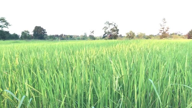 Beautiful jasmine rice field in thailand.