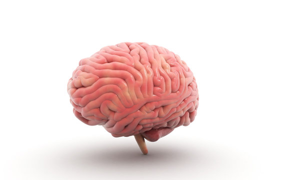 3d rendered Human Brain isolated on white background