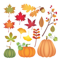Set of autumn design element: maple leaf, oak leaf, acorn, pumpkin, ginkgo leaf and tree branch with fruit. Fall clip art isolated on white. Vector illustration.