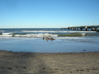 Strandgut - Nordstrand Seebrücke Göhren im Winter