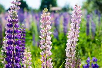 Lupine flowers different colors on the field. Selective focus.