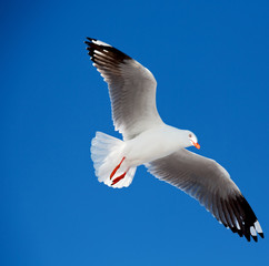 a white free seagull flying in the clear sky