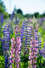 Obraz premium Lupine flowers different colors on the field. Selective focus.