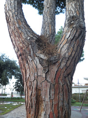 Italian Stone Pine