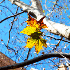 in a park the leaves of autumn like nature concept