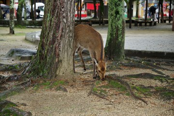宮島の鹿