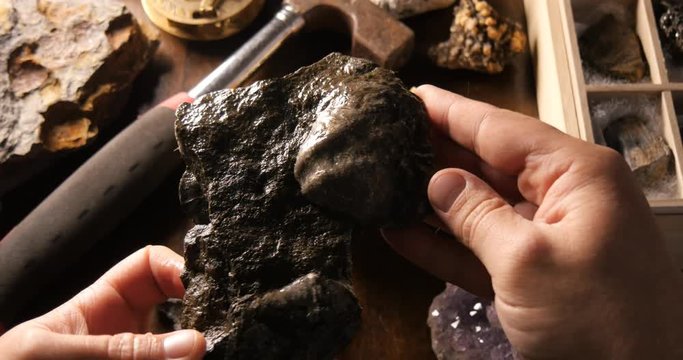 Paleontologist studying fossil from prehistoric time