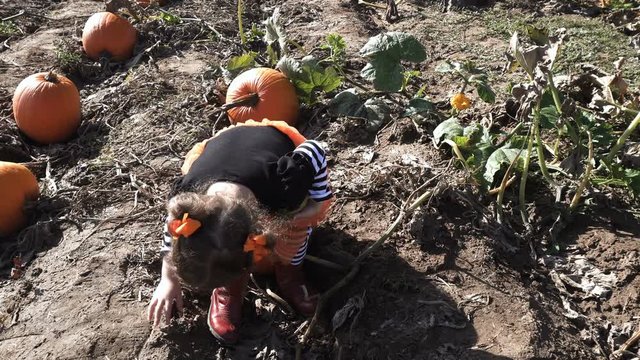 Toddler girl in cute Halloween dress looking for perfect pumpkin at the pumpkin patch