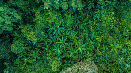 aerial view of the forest, Texture of forest in an aerial view, Thailand