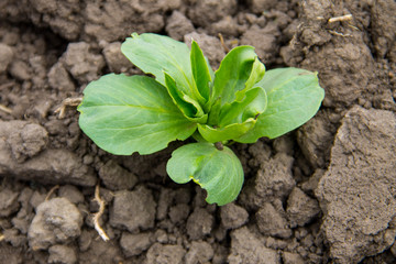 Broad beans seedling in vegetable garden