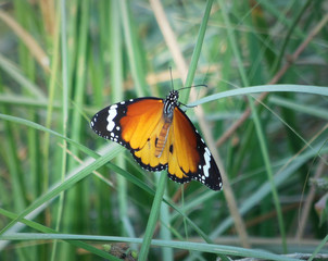  Red Black wing beautiful butterfly sitting on grass