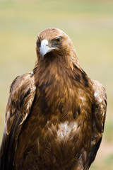 Golden Eagle. Aquila chrysaetos.