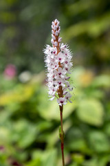 Persicaria affinis small pink white flowers on one stem in bloom