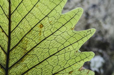 green fern leaf on tree