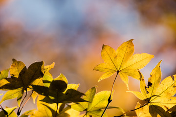 紅葉の風景