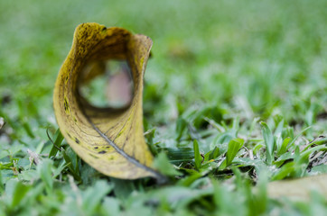 hold of dried leaf on green grass