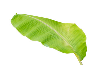 Green banana  tree isolate on a white background with clipping path.