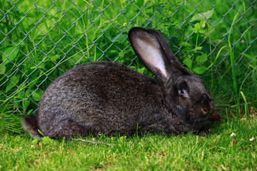 the gray rabbit