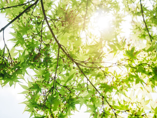 Green leaves with sunlight Nature environment background