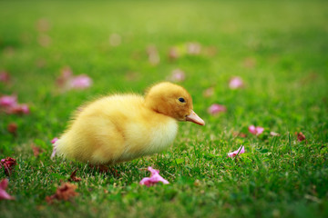 little yellow duckling