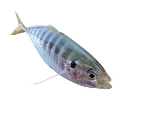 Common Jack fish 