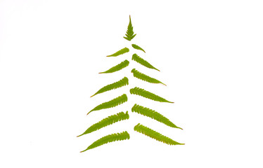 Christmas tree made of fern leaves on white background