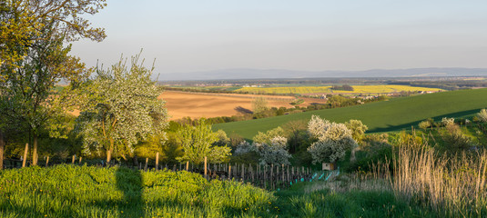 Landscape with flowering trees © firewings