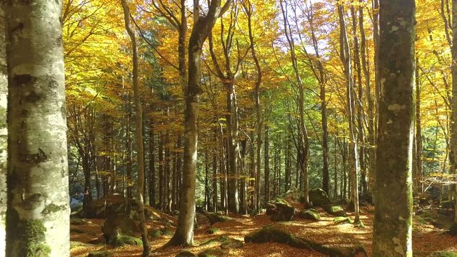 4K - Faggeta in autunno