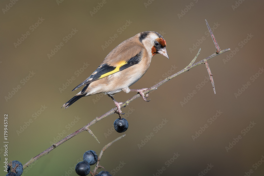 Aufkleber a goldfinch perched on a blackthorn branch in a hedgerow with sloe berries